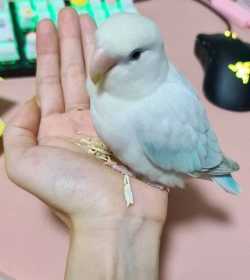 Lost Lovebird