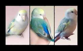 Lost Lovebird