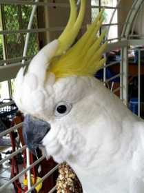Lost Cockatoo