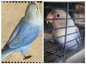 Lost Lovebird