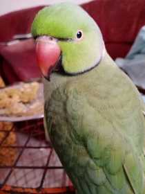 Lost Indian Ringneck Parakeet