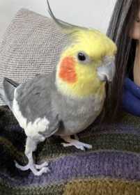 Lost Cockatiel