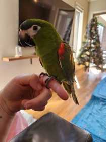 Lost Macaw