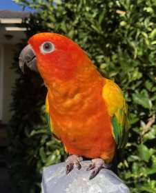 Lost Conure