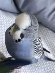 Lost Budgerigar