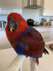 Lost Eclectus