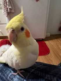 Lost Cockatiel