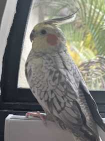 Lost Cockatiel