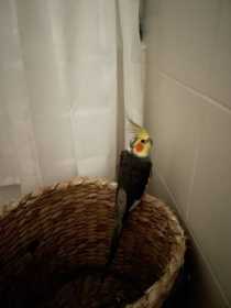 Lost Cockatiel