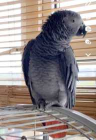 Lost African Grey