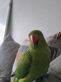 Lost Indian Ringneck Parakeet