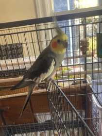 Lost Cockatiel