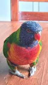 Lost Lory / Lorikeet