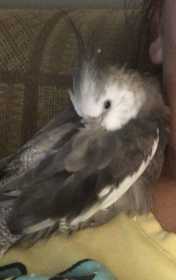 Lost Cockatiel