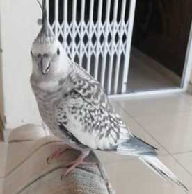 Lost Cockatiel