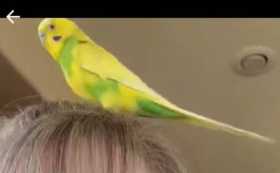 Lost Parakeet