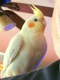 Lost Cockatiel