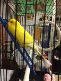 Lost Budgerigar