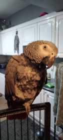 Lost African Grey