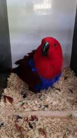 Lost Eclectus