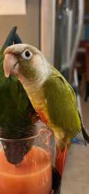 Lost Conure