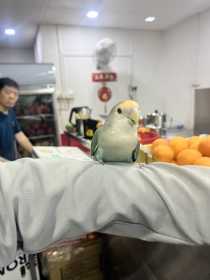 Lost Lovebird