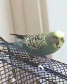 Lost Budgerigar