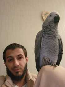 Lost African Grey