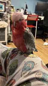 Lost Galah Cockatoo
