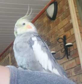 Lost Cockatiel