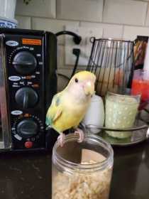 Lost Lovebird