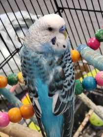 Lost Budgerigar