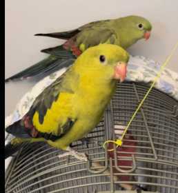 Lost Regent / Rock Pebbler Parrot Bird Northeast Side, Converse, Bexar County, Texas, United States - L81196