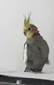 Lost Cockatiel