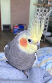 Lost Cockatiel