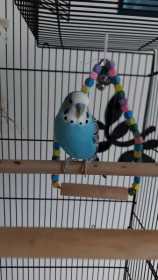 Lost Budgerigar