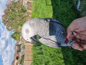 Lost African Grey