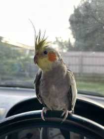 Lost Cockatiel