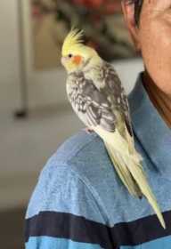 Lost Cockatiel