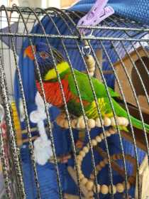 Lost Lory / Lorikeet