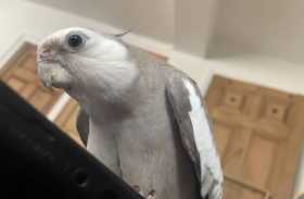 Lost Cockatiel