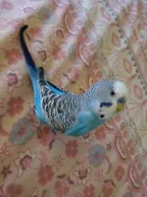 Lost Budgerigar