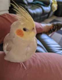 Lost Cockatiel