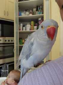 Lost Indian Ringneck Parakeet