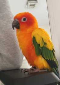 Lost Conure