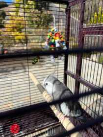 Lost Cockatiel