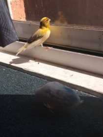 Lost Canary