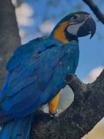 Lost Macaw