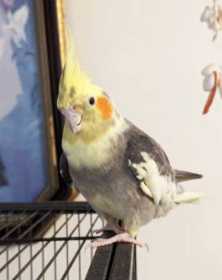 Lost Cockatiel
