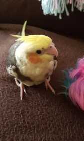Lost Cockatiel